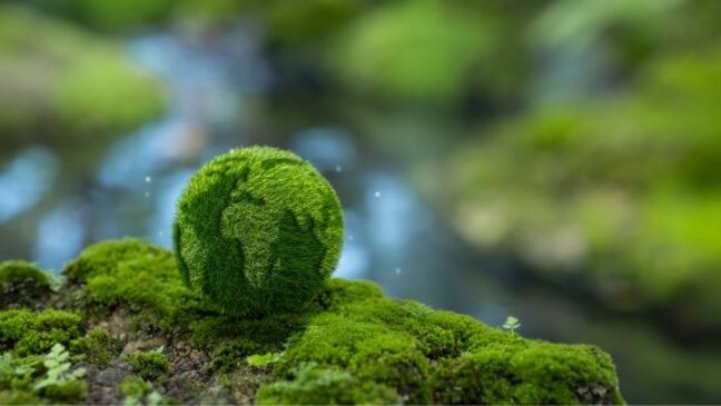 A small globe, made up of greenery, shown in a forest